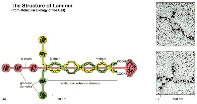 ламинин
